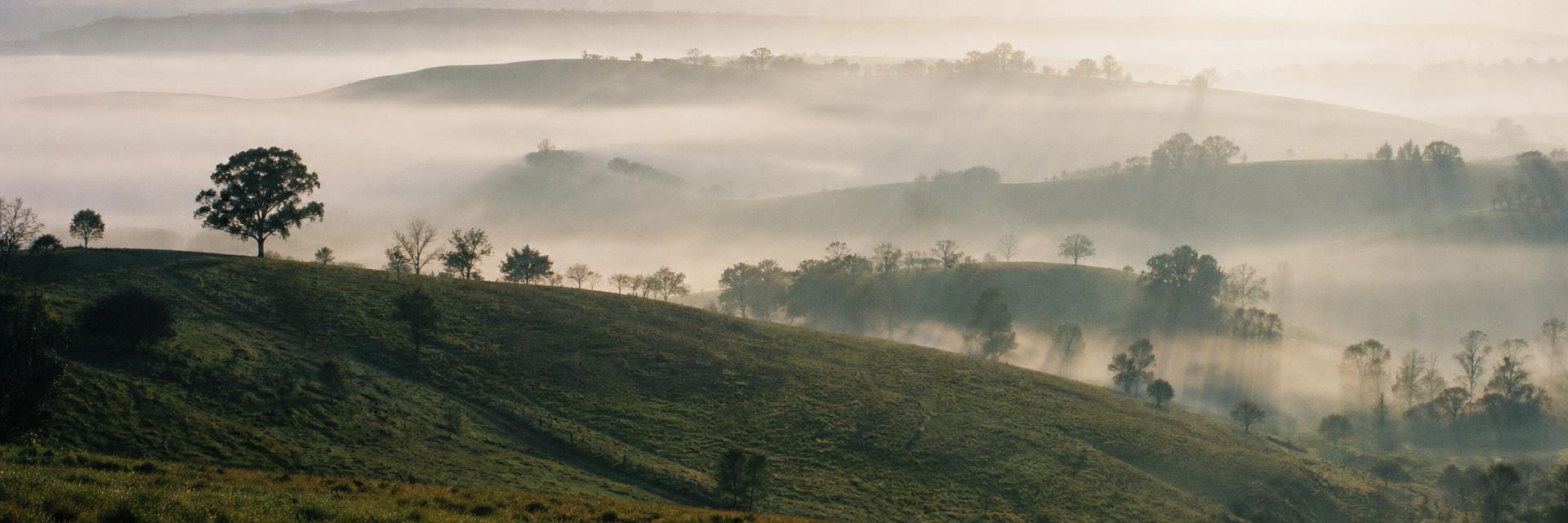 Collines verdoyantes dans la brume au lever du jour